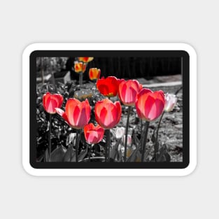 Red Tulips on black and white background Magnet