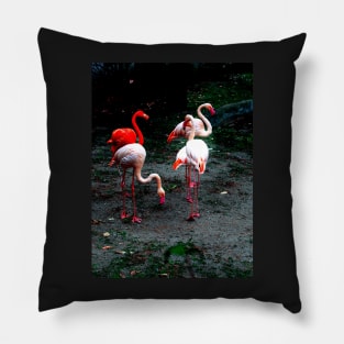 Pink and red flamingos Pillow