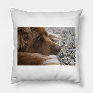 newfoundland brown laying flat Pillow