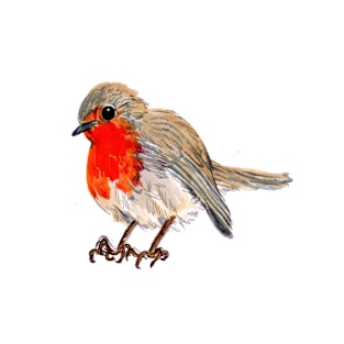 Robin redbreast T-Shirt