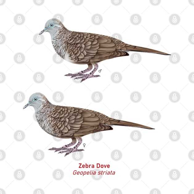 Zebra Dove | Geopelia striata ⚥ by bona 