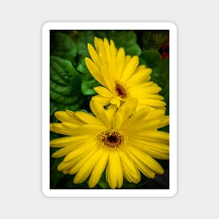 Yellow Gerbera Flowers Floral Plant Magnet