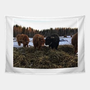 Scottish Highland Cattle Cow and Bull 2198 Tapestry