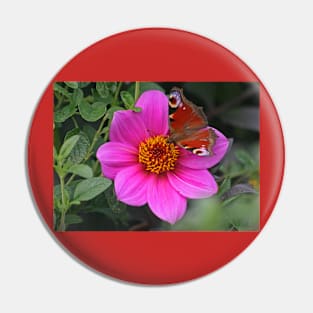 Peacock Butterfly, August 2021 Pin