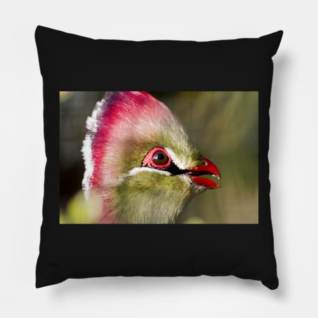 Fischers Turaco Bird Pillow by heidiannemorris