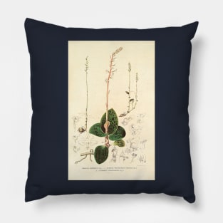 Dossinia marmorata - Botanical Illustration Pillow