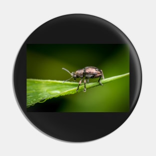 A metallic leaf beetle (Nodina sp) on a leaf with morning dew Pin