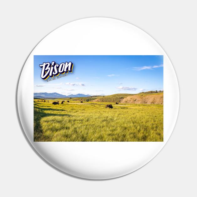 Bison at Yellowstone Pin by Gestalt Imagery