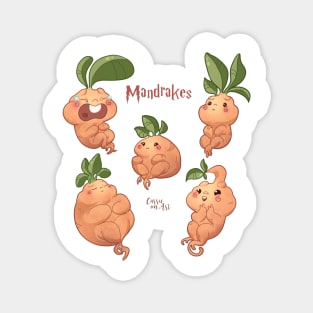 Mandrakes Magnet