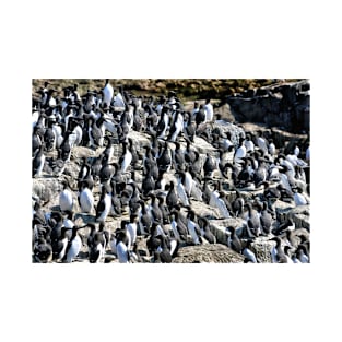 Guillemot colony on the Farne Islands - Northumberland, UK T-Shirt