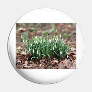 Delicate Snowdrop flower is one of the spring symbols telling us winter is leaving Pin