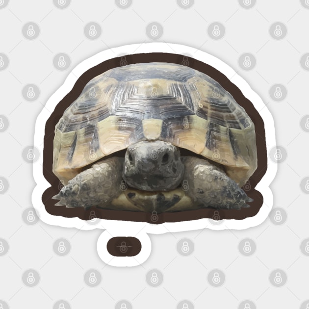 Greek Tortoise Testudo Tucked In Shell Cut Out Magnet by taiche