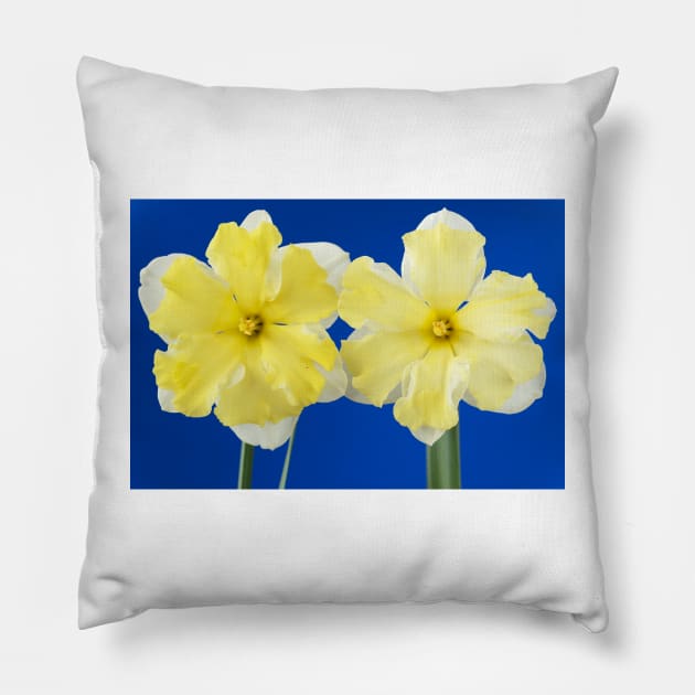 Narcissus  &#39;Cassata&#39;  Daffodil  Division 11a Split-corona: Collar Pillow by chrisburrows