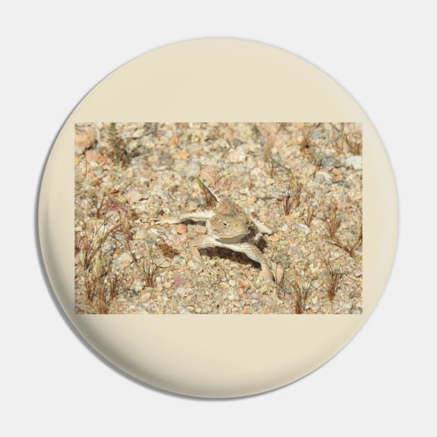 Horned lizard, horny toad, Naturally Disguised Pin by sandyo2ly