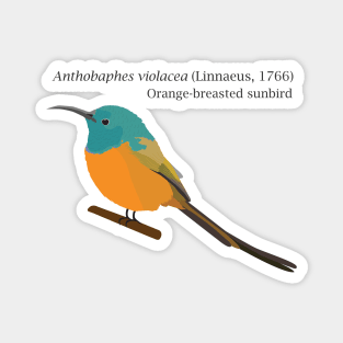 Orange-breasted sunbird Magnet