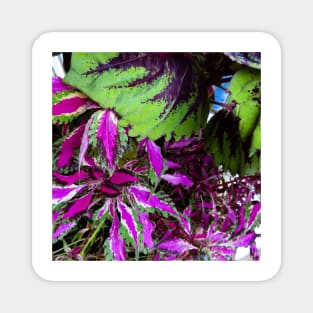 Colorful Plant Leaves Magnet