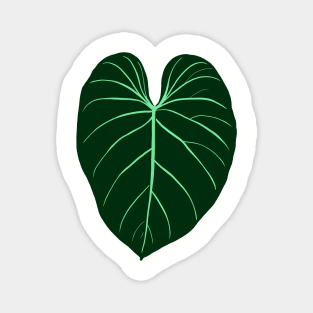 Philodendron gloriosum Magnet