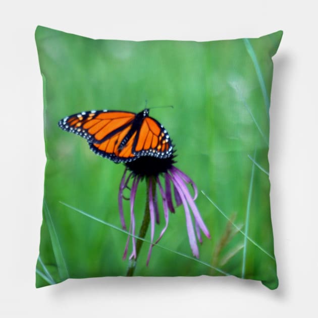 Monarch on a daisy Pillow by Drgnfly4free