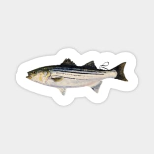 Striper Magnet