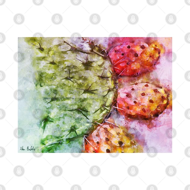 Colorful Cactus Fruit - Digital Watercolor by ibadishi