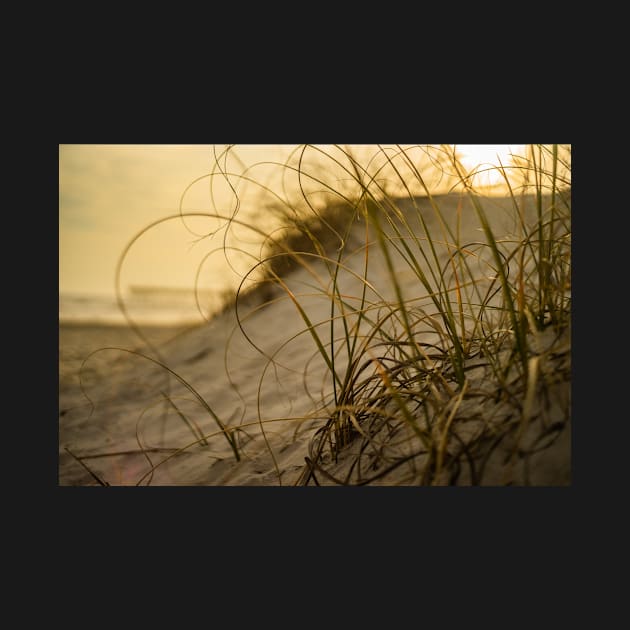 Bent grass by KensLensDesigns