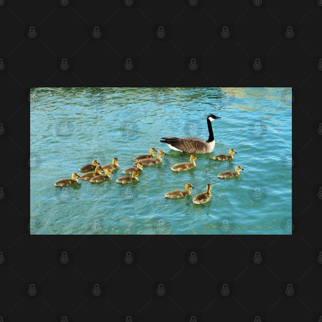 Family of young Geese Goslings Swimming Together by BackyardBirder