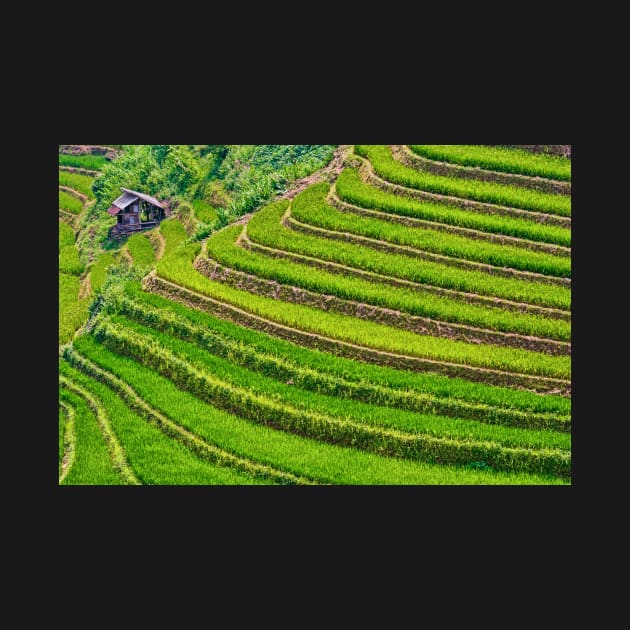 Rice Terraces Sapa, Vietnam. by bulljup