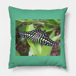 A Beautiful Patterned Butterfly Pillow