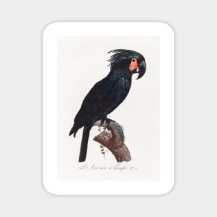 Black Palm Cockatoo. Francois Levaillant Magnet