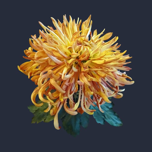 Chrysanthemums - Quill Mum Judith Baker by SusanSavad