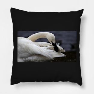 Trumpeter Swan Pillow