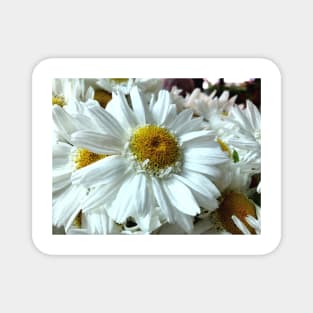 Beautiful white gerbera daisy in focus Magnet