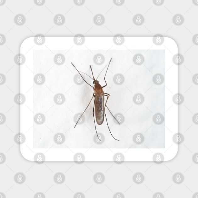 Mosquito on the wall Magnet by SDym Photography