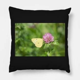 Sulphur On Clover Pillow