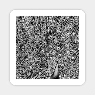 Feathers - Black and White Magnet