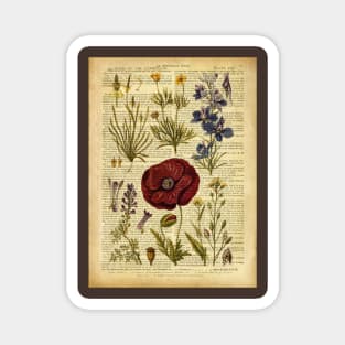Botanical print, on old book page vintage - red poppy and garden flowers Magnet