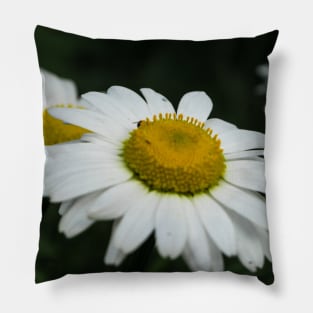 Daisies in bloom Pillow