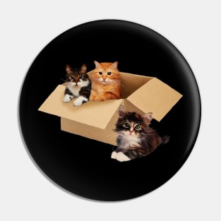 Cute Cats inside Box, Love cats Kittens Pin