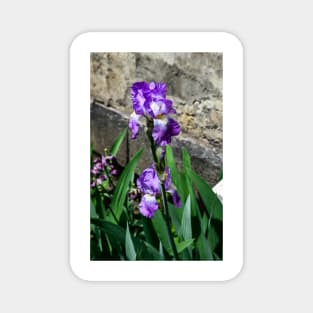 Bearded Iris in Spring Magnet