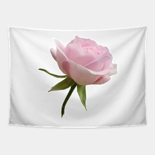 Beautiful Pink Rose Tapestry