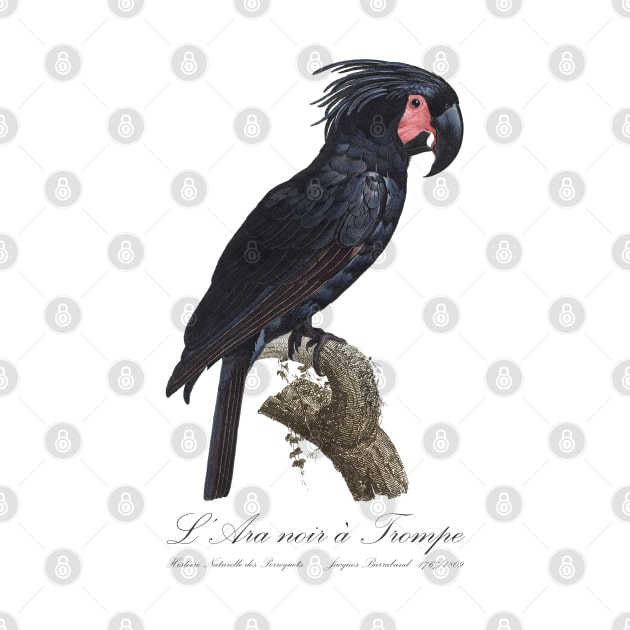 Palm Cockatoo Parrot / L' Ara Noir a Trompe - Jacques Barraband 19th century Illustration by SPJE Illustration Photography