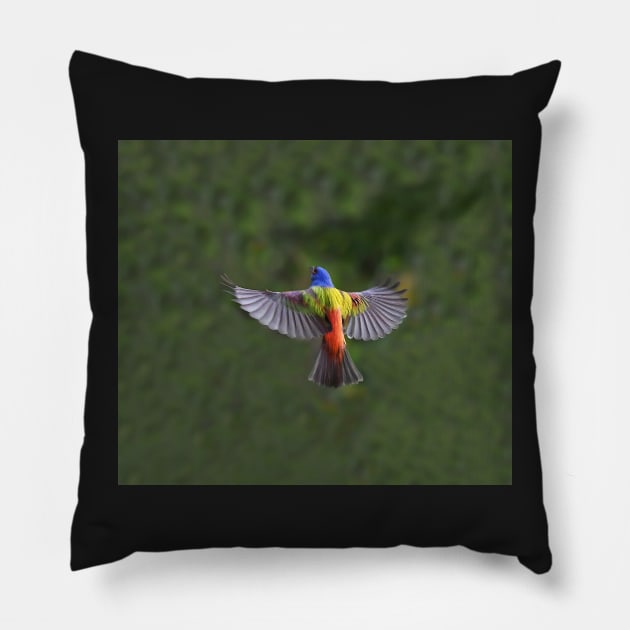 Painted Bunting Bird in Flight Pillow by candiscamera