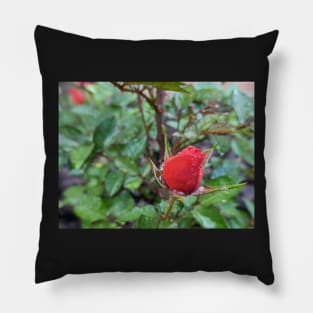 Rose Bud 2 Pillow