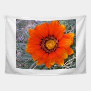 Gazania 5 Tapestry