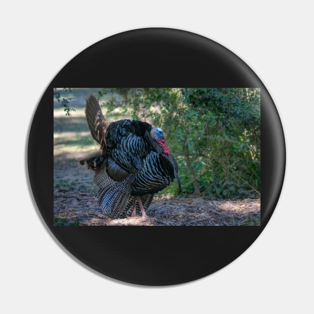 Profile of Displaying Wild Turkey Pin by Debra Martz