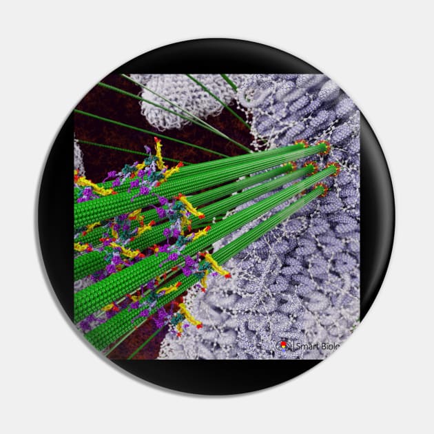 Microtubules During Mitosis Pin by Smart Biology