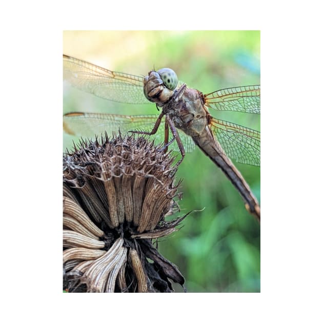 Dragonfly Macro by searchlight