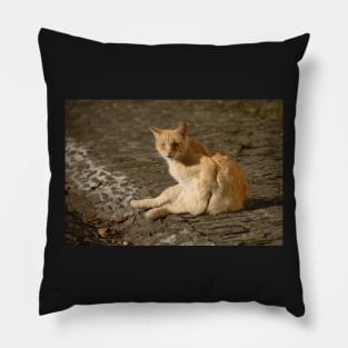 Ginger Pillow