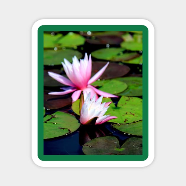 Water Lily Magnet by searchlight