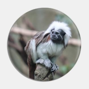 Cotton Top Tamarin Pin